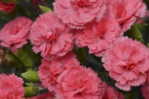 Dianthus 'Classic Coral' NEW 2022